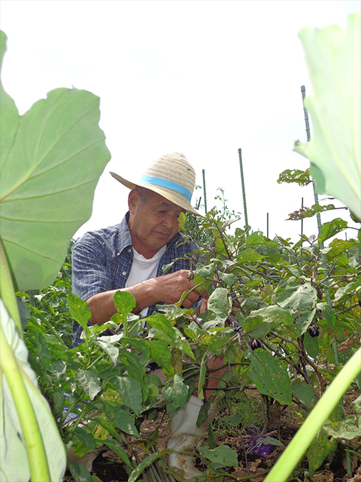 「夏野菜」